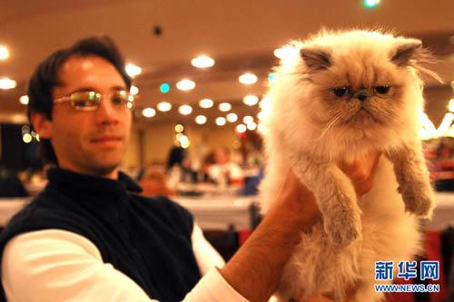 阿根廷举行国际猫咪选美大赛