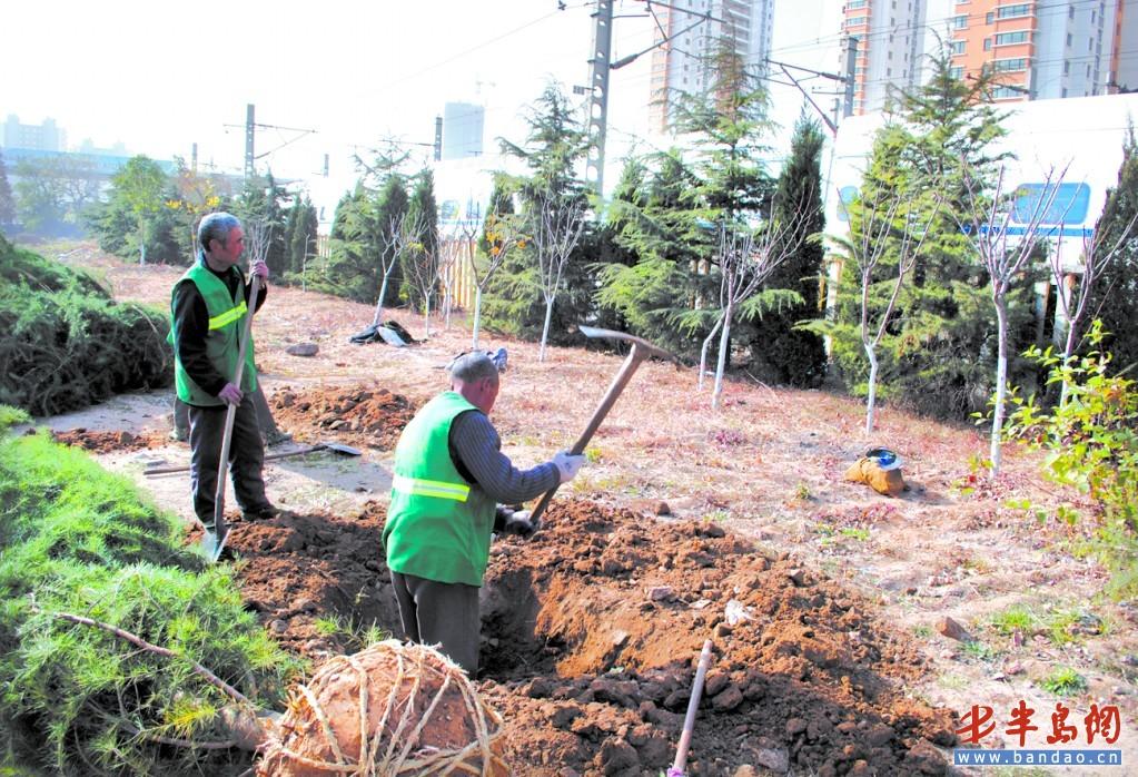 移植技术在城市园林绿化工程施工中的应用