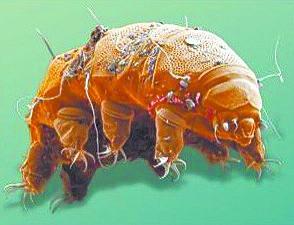 极端生命令人瞠目+不死生物成年后返老还童