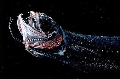 全球最恐怖的十大恶魔鱼(组图)