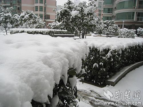 1月20日网友实拍武汉徐东路等地雪景(图)