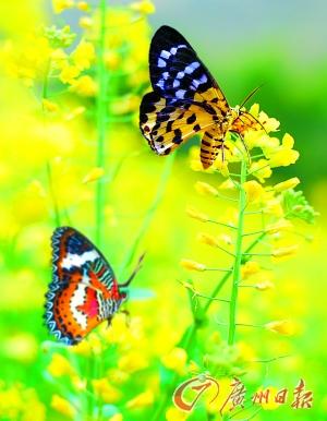 �滨����������̤��۾�ӭ����