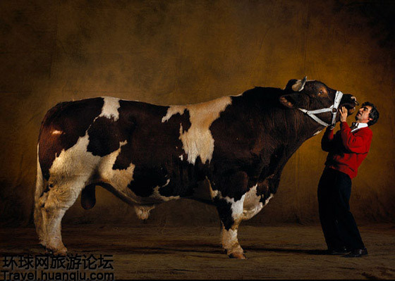 比利时魔鬼筋肉牛:世界上最强壮的牛