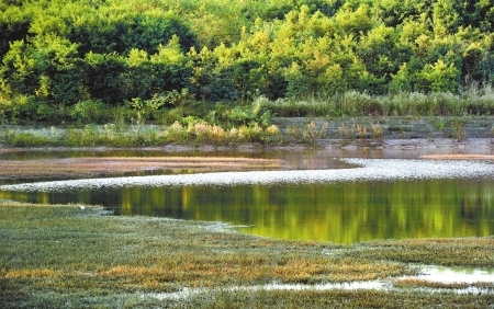 白鹭,灰鹭,苍鹭,白头翁……在成都市东郊十陵镇的青龙湖,就有这么一个
