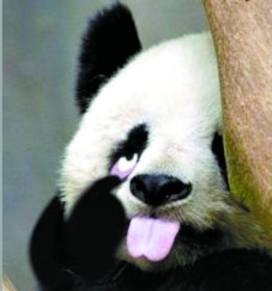 法国vip规格迎接大熊猫