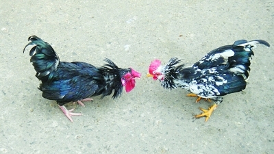 ��ֻ�ۼ���ʳ��ս��Сʱ