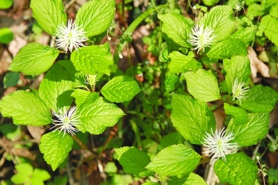 野生草珊瑚和两面针重现栖霞山