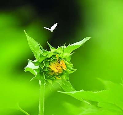 ����С����