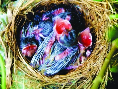 白头鹎夫妇筑巢孵雏市民悄悄拍下“育儿图”