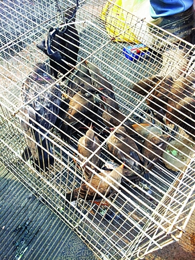 �ֿ�һ�˳���������Ұ��