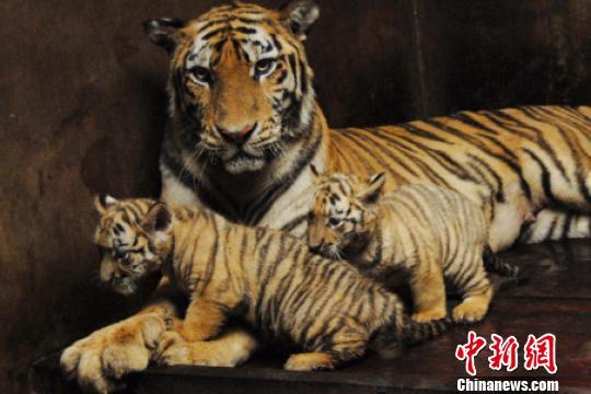 三个多月大的两只虎宝宝依偎在虎妈妈身边 李木生 摄