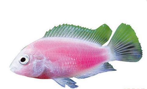 粉红鱼研发成功 台湾观赏鱼技术获大进展