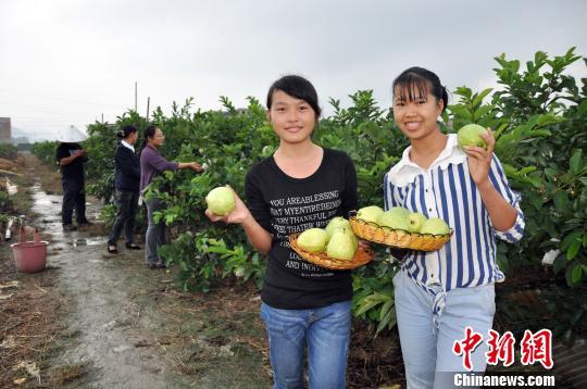 侨乡玉林打造广西最大台湾珍珠番石榴生产基地