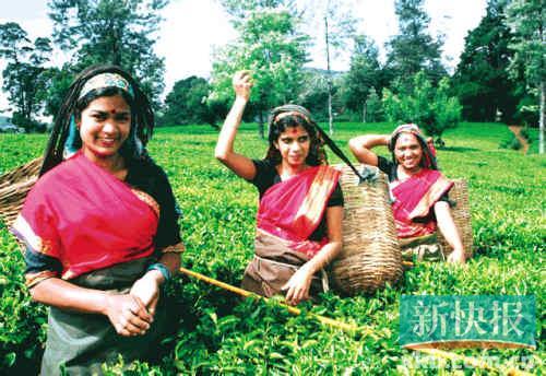 ˹�������Ĳ�ݾ�����ݵ��ǰͿ�