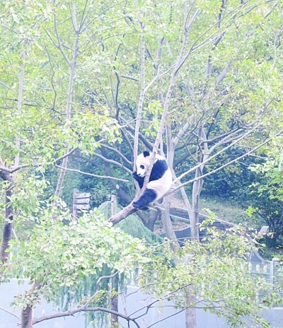 红山一对新来大熊猫喜欢睡树上,最爱玩摔跤
