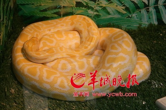 上海野生动物园喜迎蛇家族