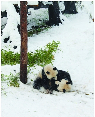 红山动物园里大熊猫"打雪仗"