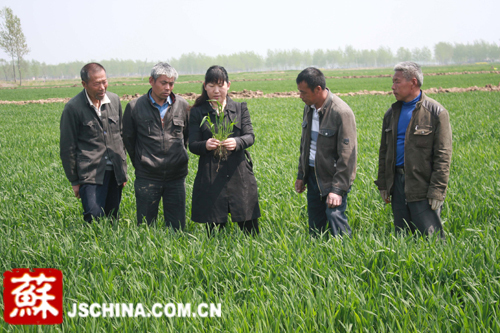灌南科技服务到田头 助力小麦丰产增收