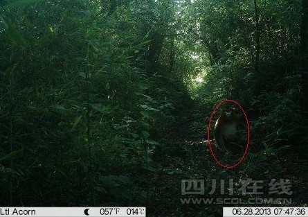 四川白水河保护区首次拍到金丝猴视频