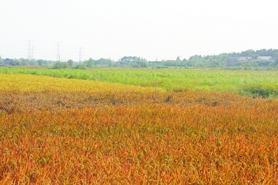 彩色水稻现身江宁汤山