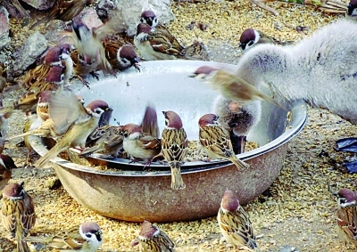 麻雀争吃天鹅口粮
