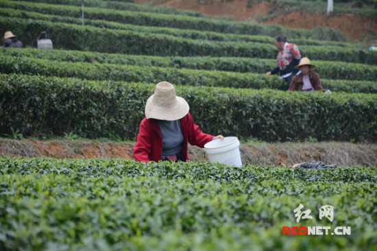 清明踏青茶园显春意长沙茶农采茶忙（图）