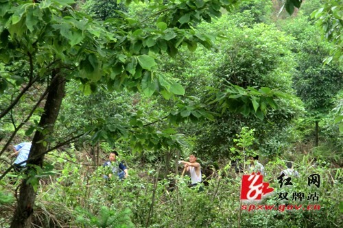 双牌县打鼓坪林场花卉苗木产业蓬勃发展