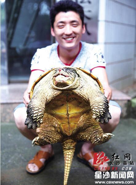 长沙县松雅湖惊现32斤鳄龟随意放养可能造成生态不平衡