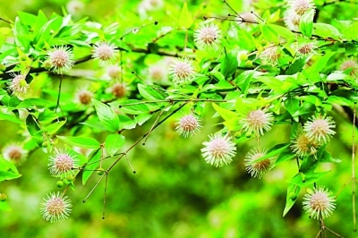 扬子晚报记者从栖霞山了解到,景区新引进的植物——水杨梅开花了,目前