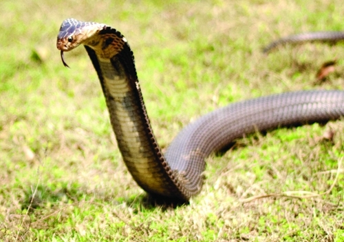 披露长沙最常见的几种毒蛇