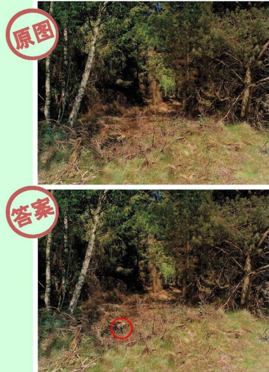 韩军花大力气培养狙击手:特种兵们渴望实战