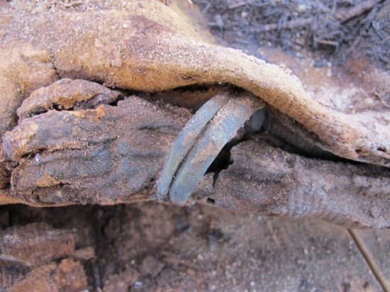 美学者发现埃及千年前墓地葬百万具木乃伊(图)