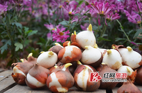 湖南省植物园免费放送郁金香种球 冬日种下等春来_新浪新闻