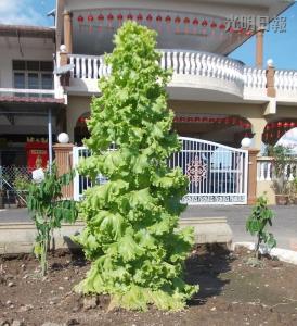 大马华裔种迎年吉祥菜 生菜长成3英尺高如圣诞树