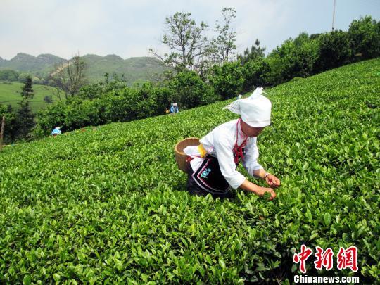 借力农业云平台贵州推出“私人订制”生态茶园