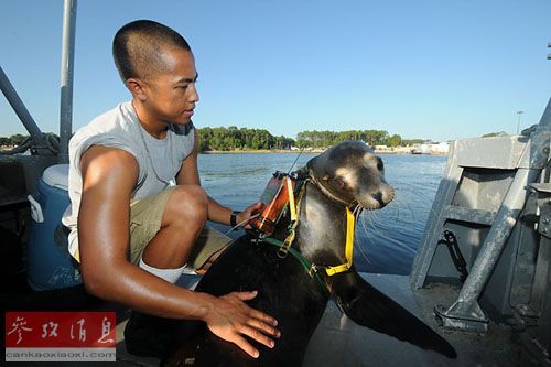 动物扫雷能手冈比亚鼠 效率是人类工兵20倍