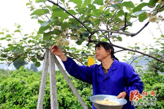 五·一劳动节果园授粉忙(图)