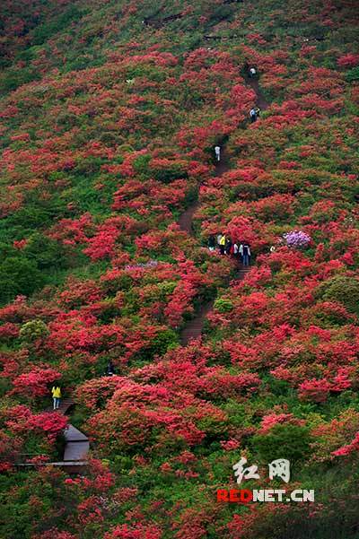 浏阳大围山杜鹃花海醉游人组图