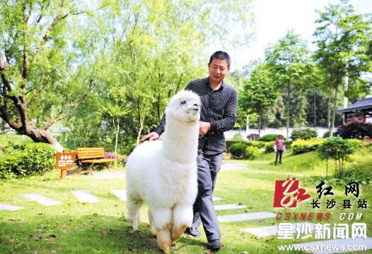 长沙县:村民做新意摄影引进澳洲羊驼为照相馆