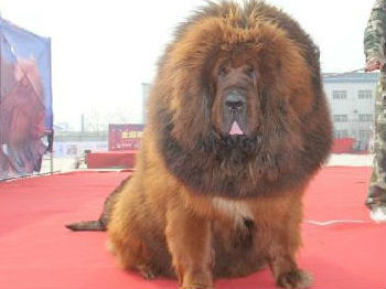 台媒:大陆松狮染色打硅胶变藏獒 身价飙至百万