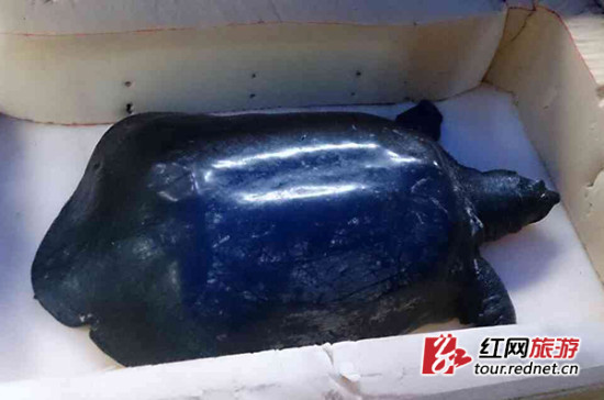 80余岁 斑鳖 接受 人工授精 :极其稀有 全球仅3只