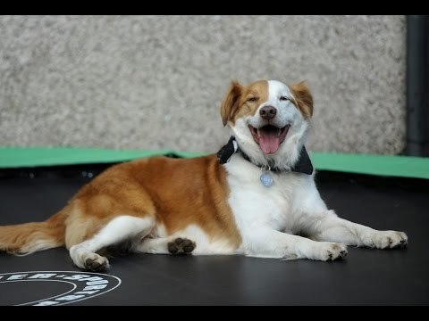 狗急跳墙:宠物狗借蹦床翻墙 翘家送主人上班(图