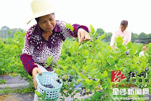 长沙县120元\/斤本地蓝莓上市