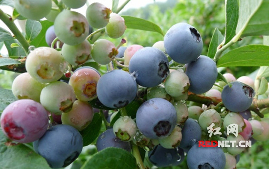 全国网媒记者走进"南方最大蓝莓基地"贵州麻江