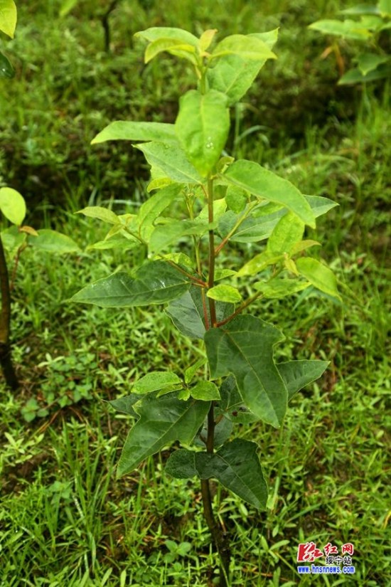 绥宁培植半枫荷获得成功 将成省内最大种植基地