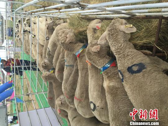 中国新丝绸之路·锡林郭勒草原畜牧业创新品牌