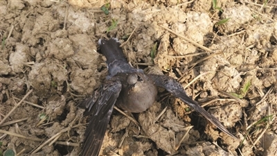 路边出现上百只死鸟咋回事