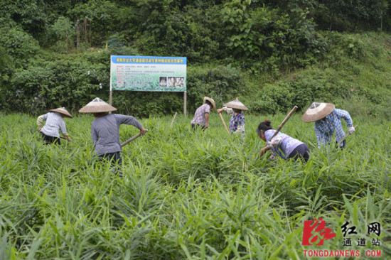 省科技特派员助力通道侗乡生姜产业发展