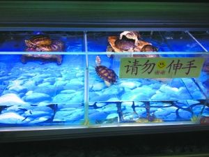 宠物市场