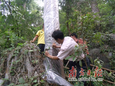 广东乳源抢救被剥皮红豆杉举报悬赏最高5000